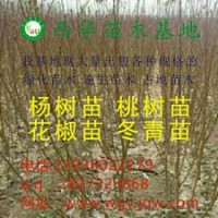 低價出售花椒苗、桃樹苗、梨樹苗、速生楊樹苗、欒樹苗、冬青苗