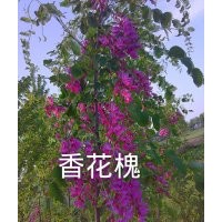 大量供應(yīng)香花槐、雪松、北海道黃楊、紅白黃玉蘭