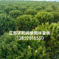 80公分衛矛球價格，100公分1米2衛矛球價格