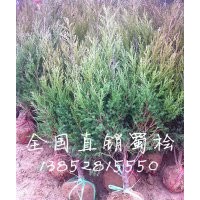 40公分蜀檜價格，50公分高蜀檜價格
