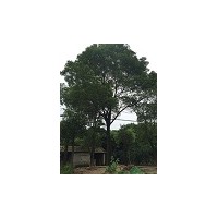 低價供應各規格香樟、二喬玉蘭、獨桿紅葉石楠