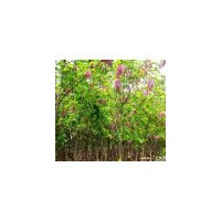 供應2公分香花槐苗 3公分香花槐苗 4公分香花槐苗 5公分香花槐
