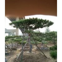 供應米徑10～40公分造型油松！