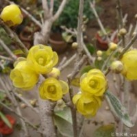 2公分的臘梅小苗多少錢一棵？