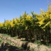 出售白榆、柳樹、旱柳