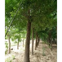 12白臘報價 12白臘供應(yīng) 圖片
