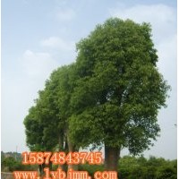 瀏陽香樟基地、精品移植香樟選購園