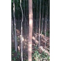 供應原生白蠟米徑3-4-5-6-7-8公分