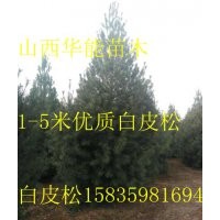 1.5米白皮松，2米白皮松，3米白皮松，4米白皮松價格
