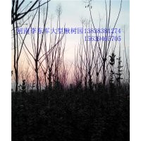 欒樹@欒樹苗|欒樹5、6、7、8、9、10公分