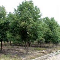香樟，欒樹，樸樹，香泡香櫞，紅果冬青，榔榆，桂花，白玉蘭，枇