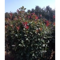 安徽肥西供海桐球、水臘球、紅葉石楠求、紅花繼木球、梔子花