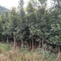 地徑三、四公分的金絲楠木苗子