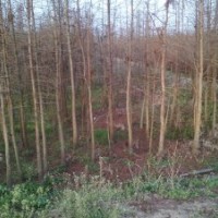 米徑4公分池杉苗，水田移栽苗，根系發(fā)達(dá)，成活率高，基地自產(chǎn)自