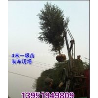 南京悠揚苗木，專業批發雪松，5米雪松價格