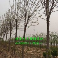 9公分國槐價格，9公分國槐樹