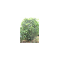 供應(yīng)石楠 南京石楠 石楠批發(fā)價(jià)格