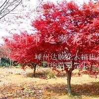 供應紅楓 南京紅楓 紅楓批發價格 紅楓價格