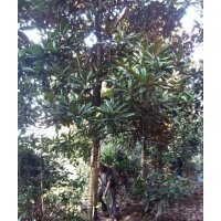 成都精品廣玉蘭基地廣玉蘭價格廣玉蘭直銷10-30公分廣玉蘭