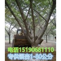 大量供應1-80公分銀杏樹