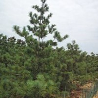 供應各種規格占地白皮松 油松 華山松