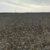 速生楊樹苗花椒苗桃樹苗泡桐冬青苗大葉女貞大量供應