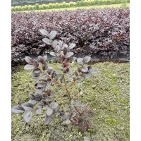 供應(yīng)紅葉石楠，金森女貞，金葉女貞
