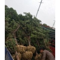 一批出土30公分開量10公分垃圾羅漢松，15公分垃圾羅漢松樹
