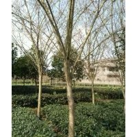 供應(yīng)海棠樹(shù)骨架、全冠8-15公分