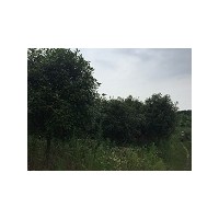 低價供應獨桿紅葉石楠、二喬玉蘭、各規格香樟、截桿馬褂木