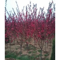 河北金葉榆_河北紅葉碧桃_紅寶石海棠_亞當海棠