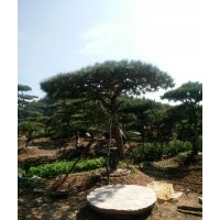 低價供應優質造型油松！造型黑松！平頂松！