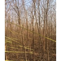供應4-8公分碧桃