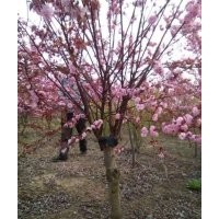 苗圃現貨批發美人梅，最新美人梅報價表