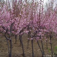 8公分~10公分美人梅價格，苗圃自產自銷，市場