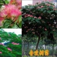 供應合歡、皂角、枸杞樹苗