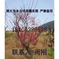 蘇州梅花樹基地、光福香雪海梅花、別墅綠化設計、苗木生產批發