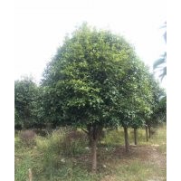 本基地低價供應8-25公分的八月桂花樹、移植未移植貨源齊全