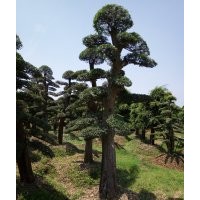 大型景觀樹造型紅花繼木，征地用樹造型榆樹，征收樹專地樹紅楓，