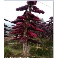 批發10、12、15、20公分造型紅花繼木、造型杜英、造型欏木石楠、