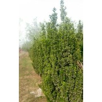 大量出售北海道黃楊，電話15966192988