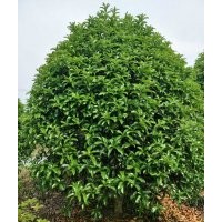 大量供應桂花：桂花,四季桂,金桂