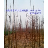 周口楸樹(shù)！淮陽(yáng)大型楸樹(shù)園