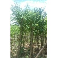 ,平婆，紅花紫荊，宮粉，美麗木柿白玉蘭袋苗3一30分，