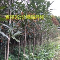 產地大量出售精品朱砂丹桂移植苗直徑1-3公分