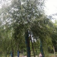 供應各種綠化苗木