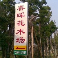 藍(lán)花楹