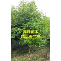 成都天竺桂種植基地 四川天竺桂價格天竺桂批發出售