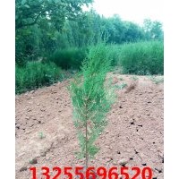 側柏品種大全 側柏價格 側柏照片 側柏報價