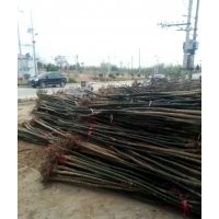 山西國槐價格，我基地400畝占地國槐出售，3.5.6.8公分國槐價格